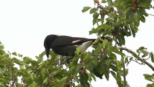 Pied Currawong - ML644349294