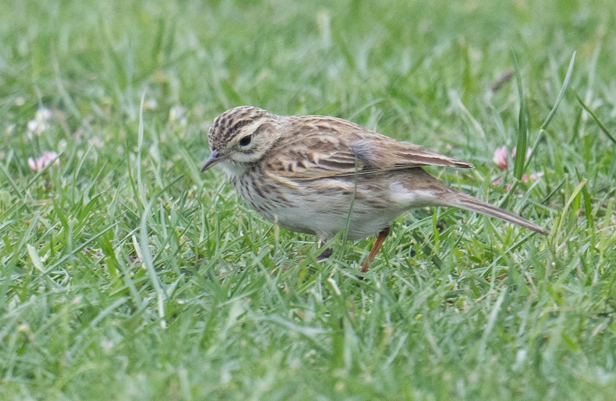 Australian Pipit - ML644349296