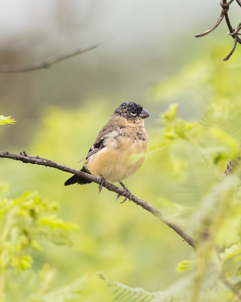 hvitkragefrøeter - ML644349347