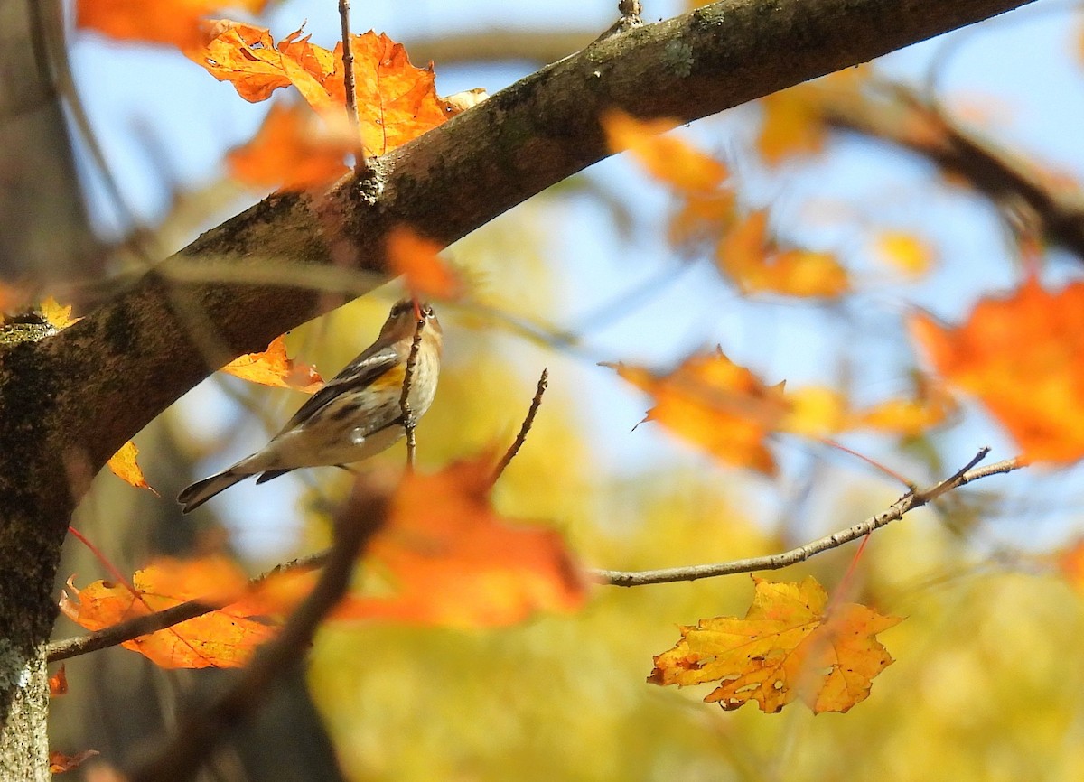 Пісняр-лісовик жовтогузий (підвид coronata) - ML644349350