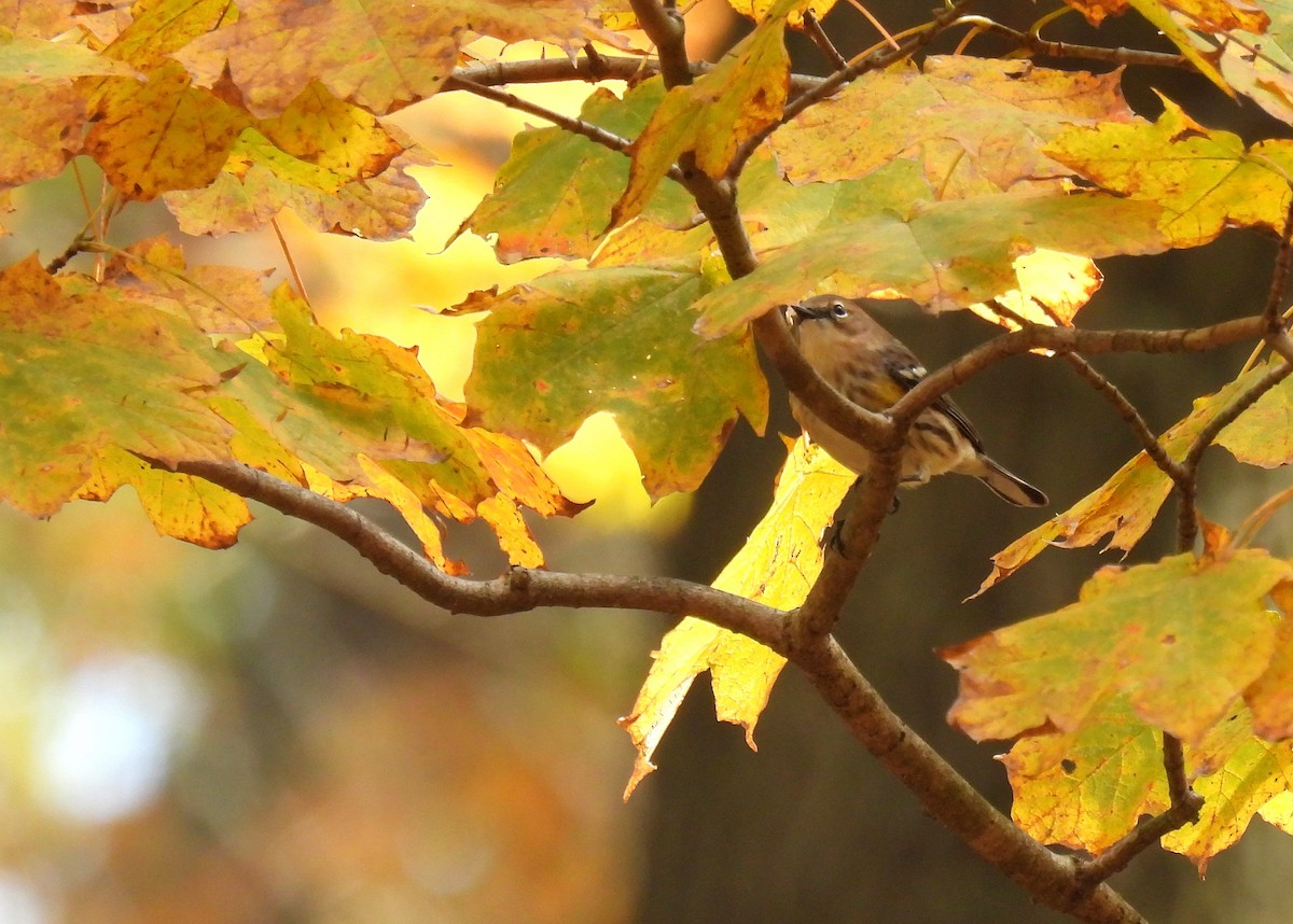 Пісняр-лісовик жовтогузий (підвид coronata) - ML644349351