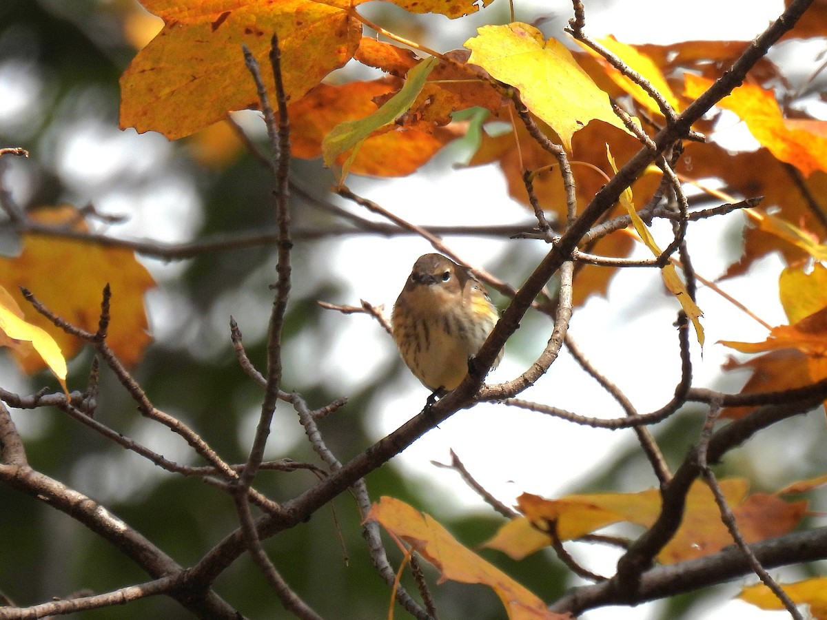 Пісняр-лісовик жовтогузий (підвид coronata) - ML644349354
