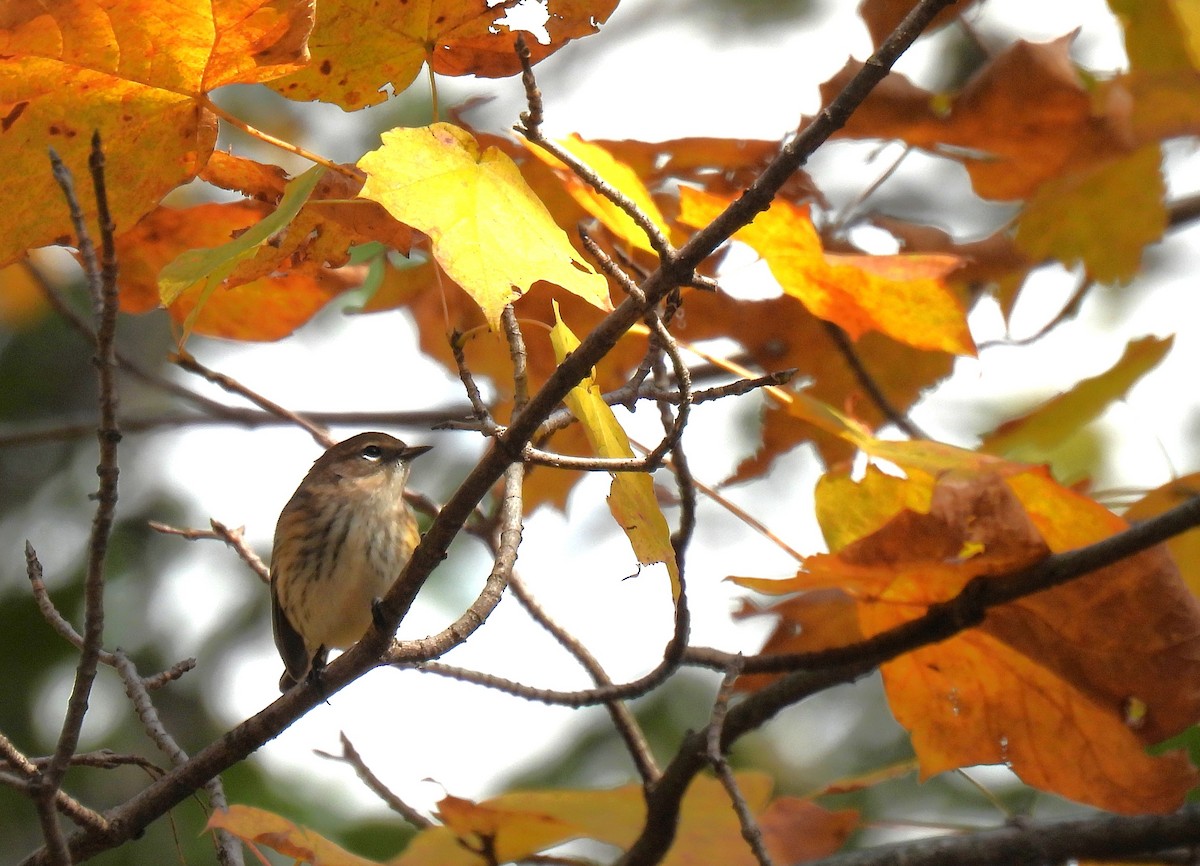 Пісняр-лісовик жовтогузий (підвид coronata) - ML644349356
