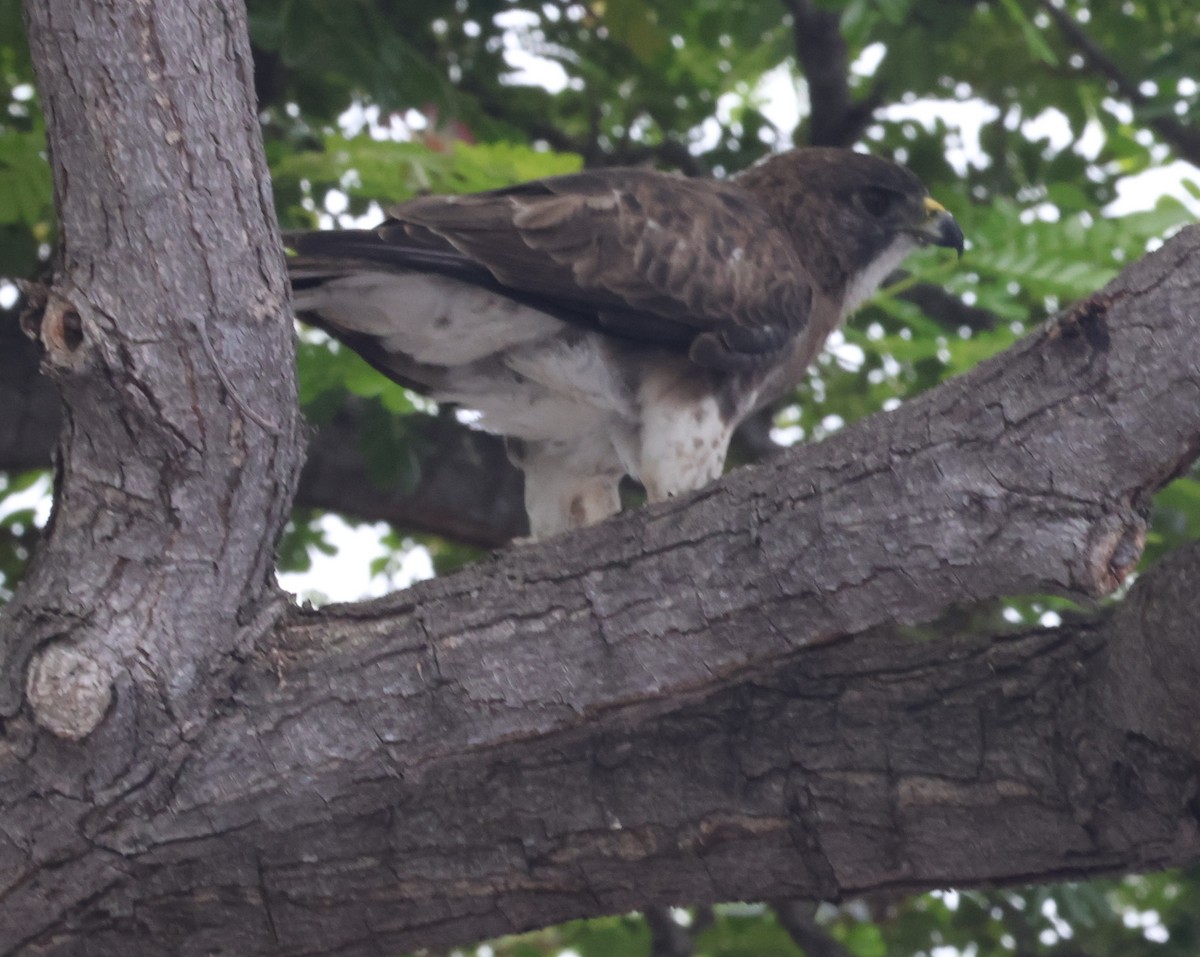 káně havajská - ML644349363