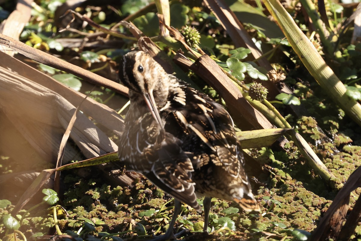 Wilson's Snipe - ML644349365