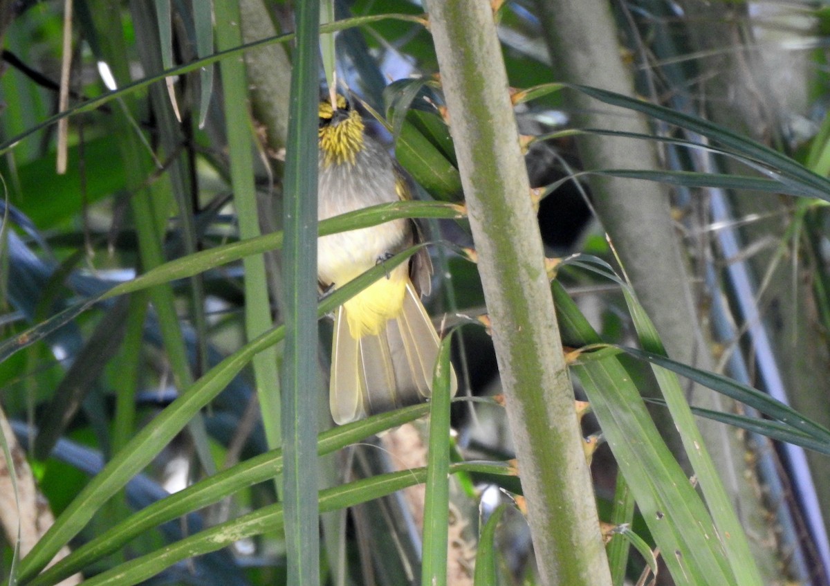 Stripe-throated Bulbul - ML644349368