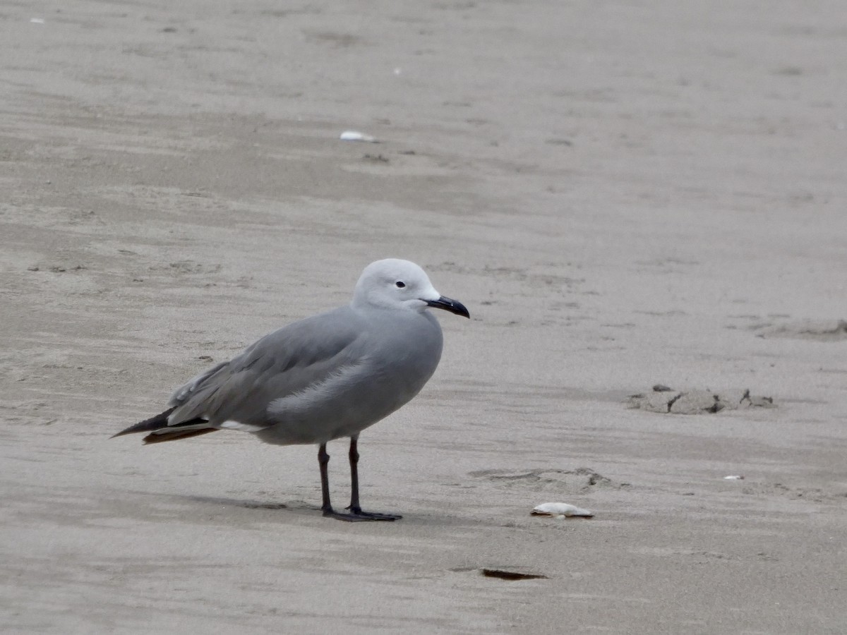 Gray Gull - ML644349369