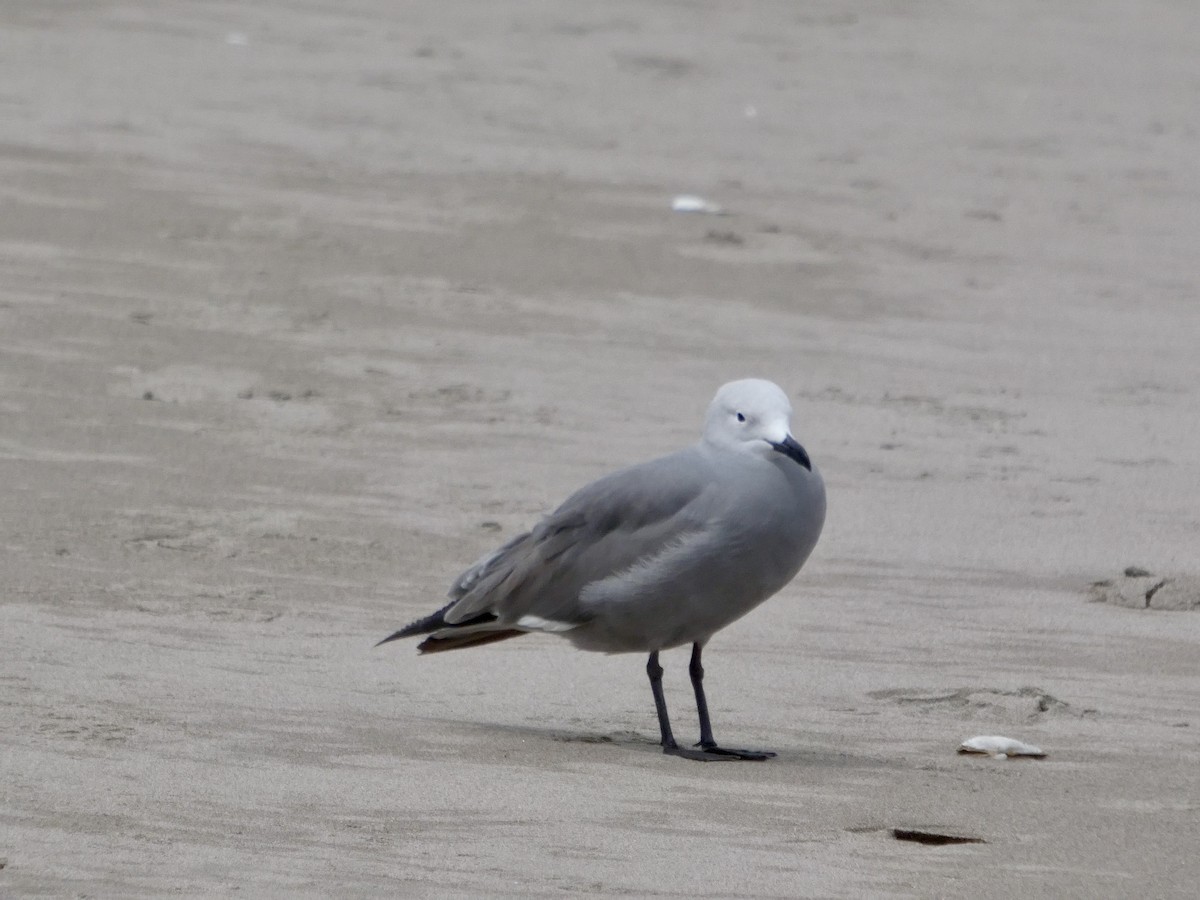 Gray Gull - ML644349370