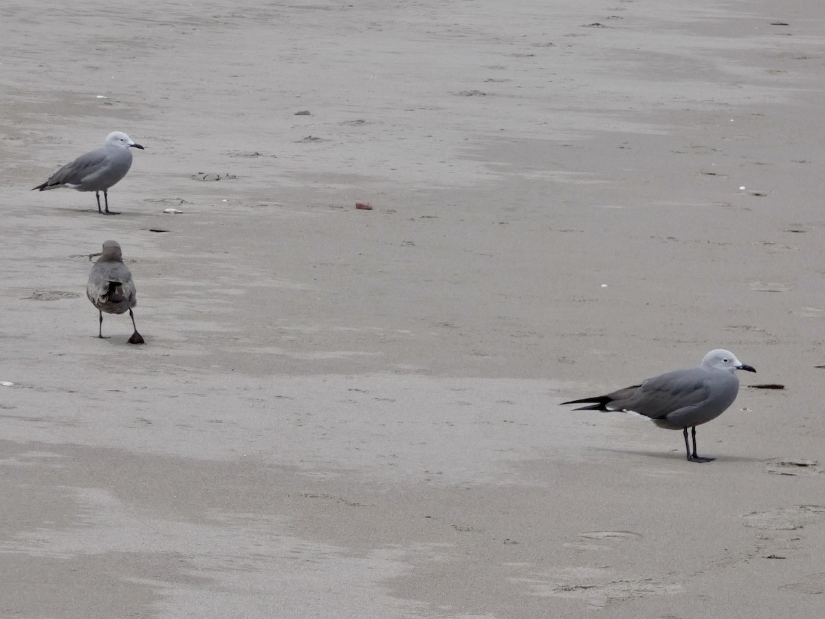 Gray Gull - ML644349371