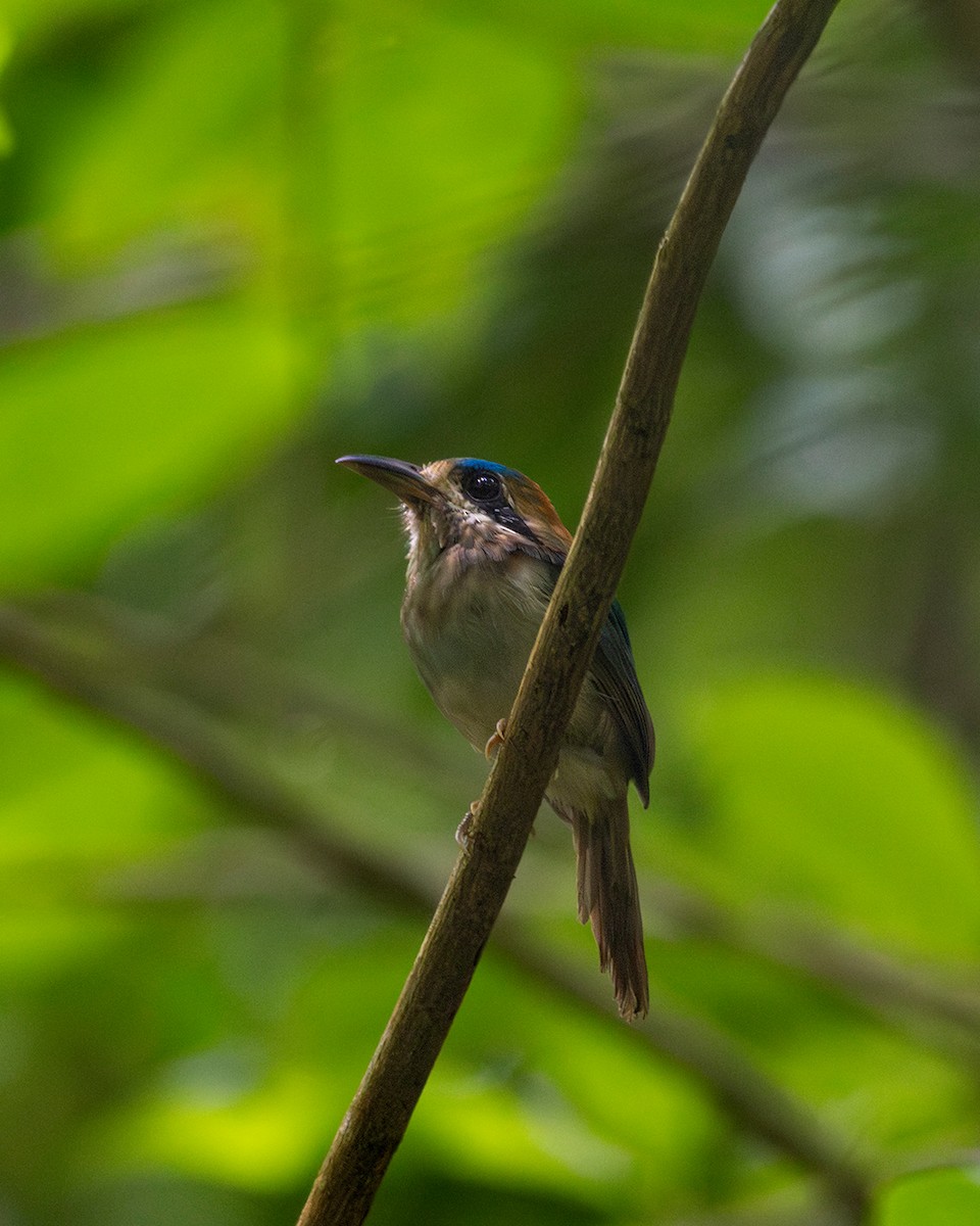 Tody Motmot - ML644349385