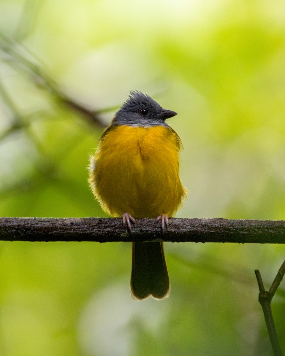 カンムリフウキンチョウ - ML644349405