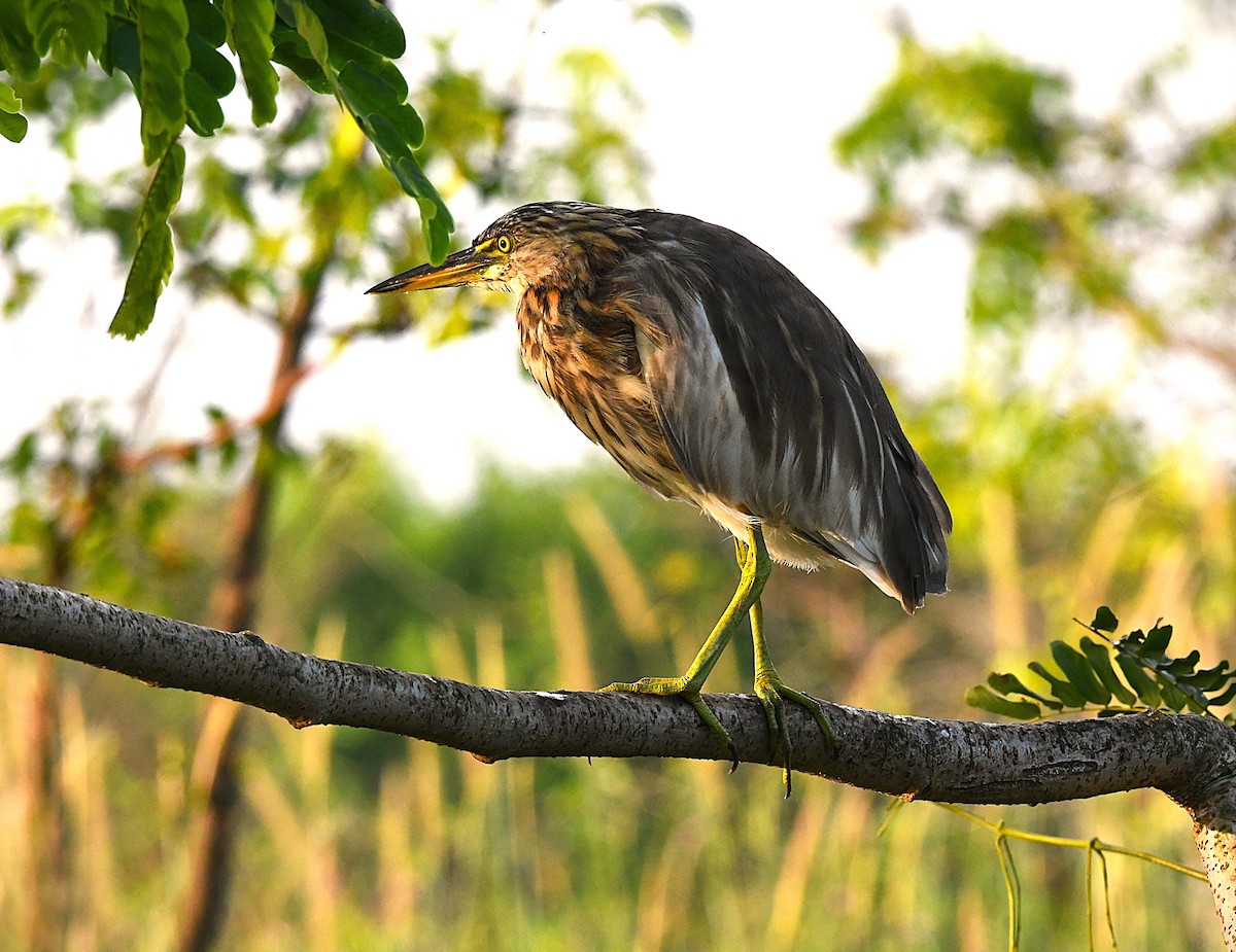 Индийская прудовая цапля - ML644349412