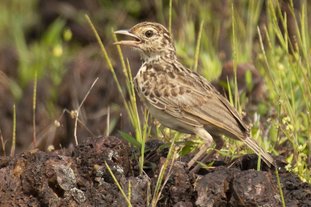 ghatslerke - ML644349414