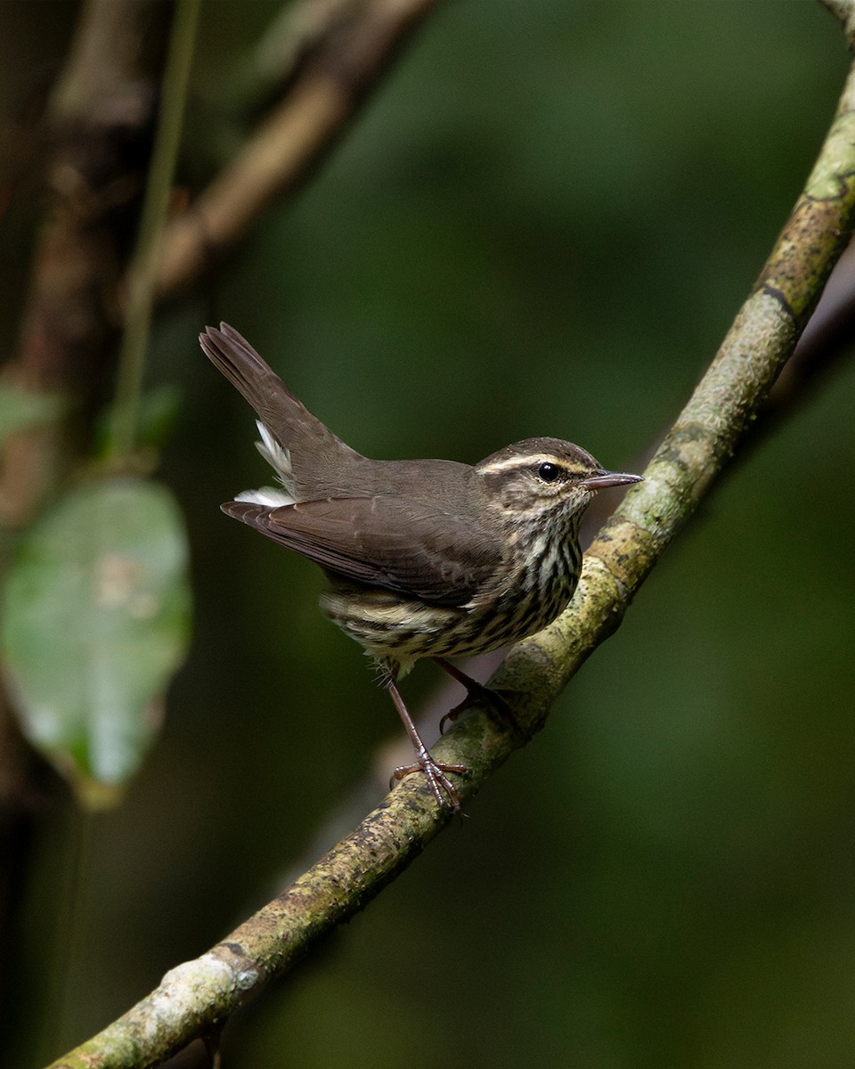 Northern Waterthrush - ML644349417