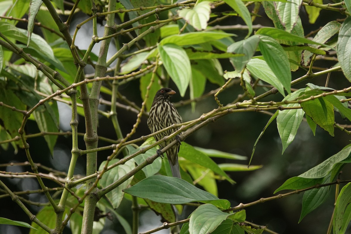 Palmchat - ML644349424