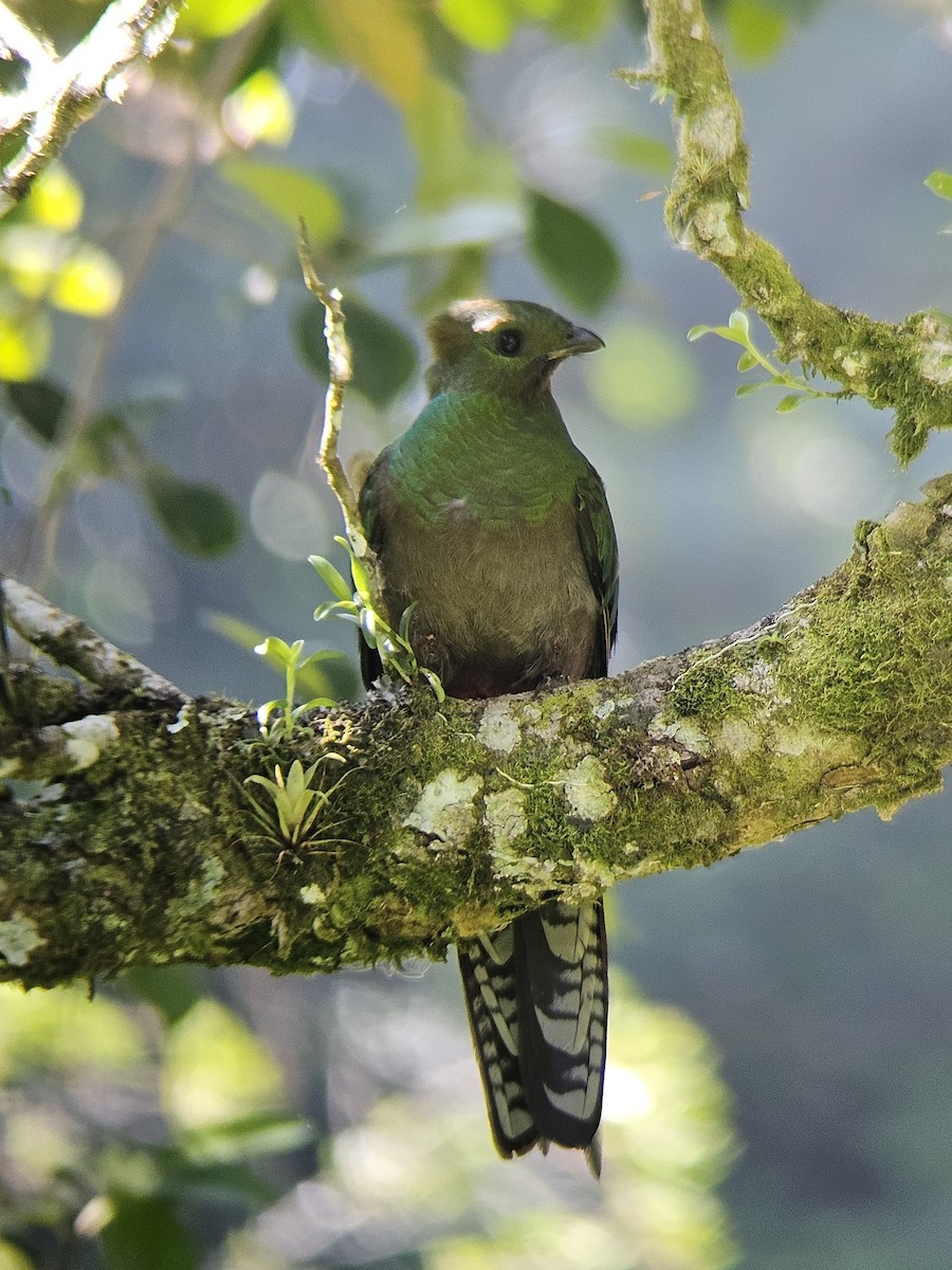 Resplendent Quetzal - ML644349425