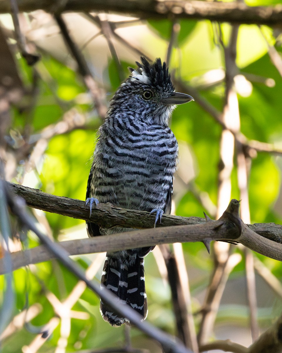 Barred Antshrike - ML644349426