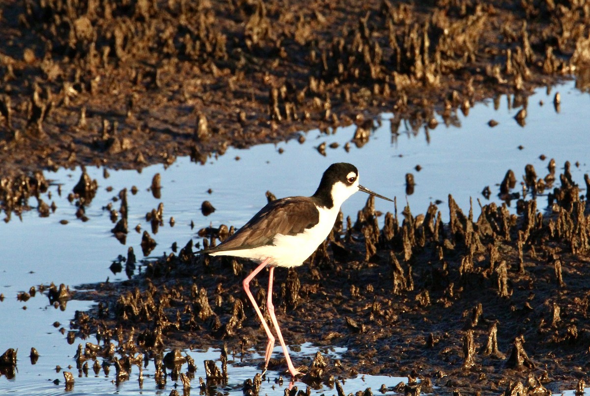 Black-necked Stilt - ML644349428