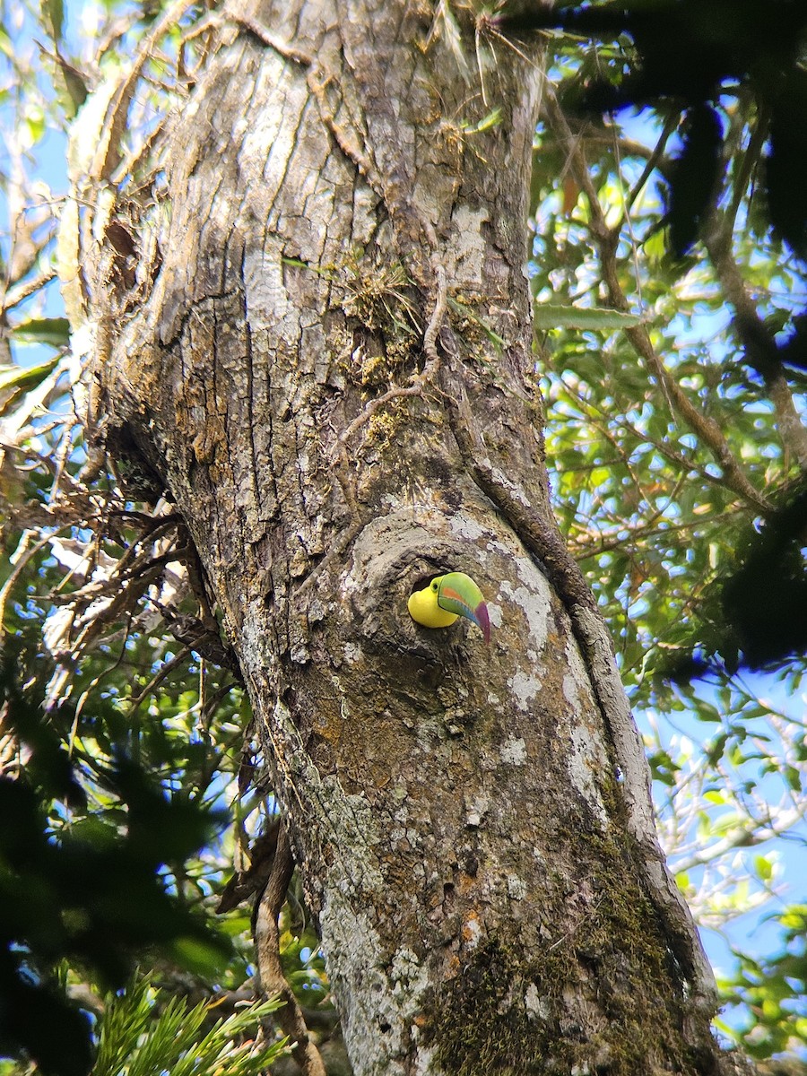 Keel-billed Toucan - ML644349433