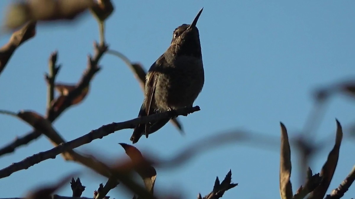 Anna's Hummingbird - ML644349434