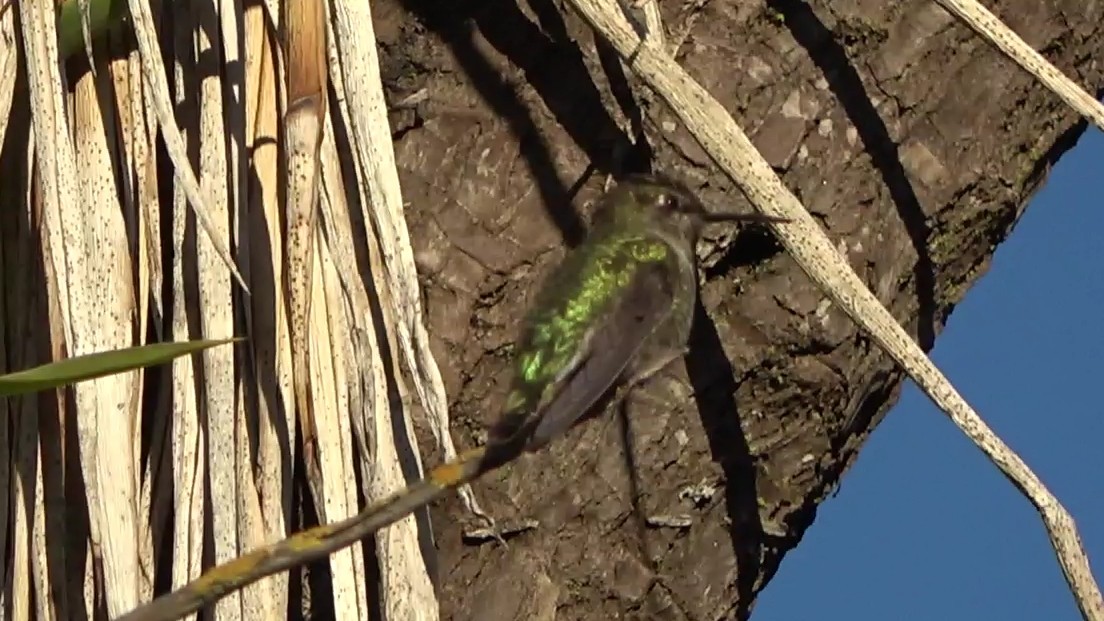 Anna's Hummingbird - ML644349435