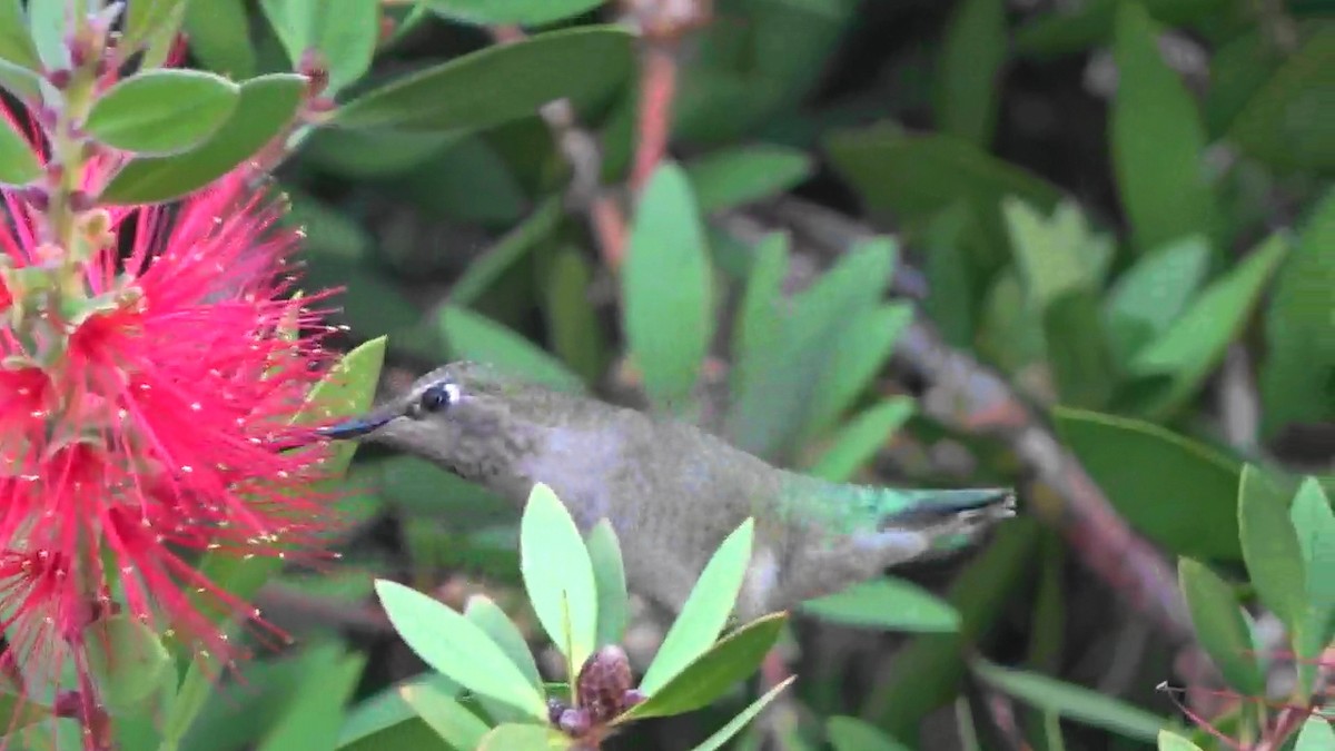 Anna's Hummingbird - ML644349436