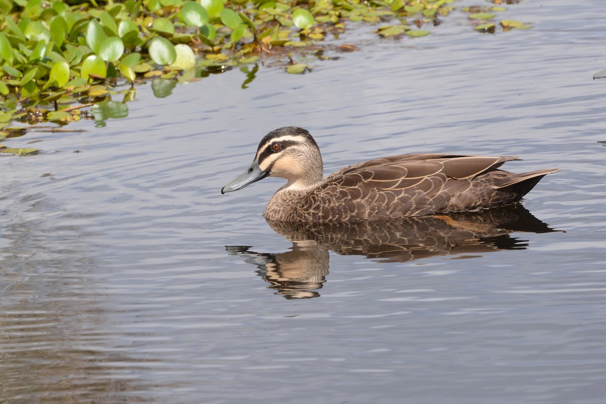 Pacific Black Duck - ML644349437