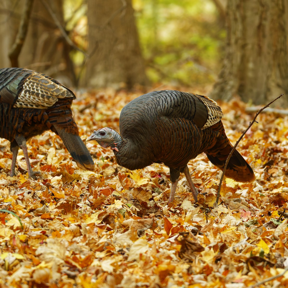 Wild Turkey - ML644349438