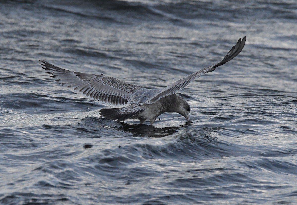 Short-billed Gull - ML644349439