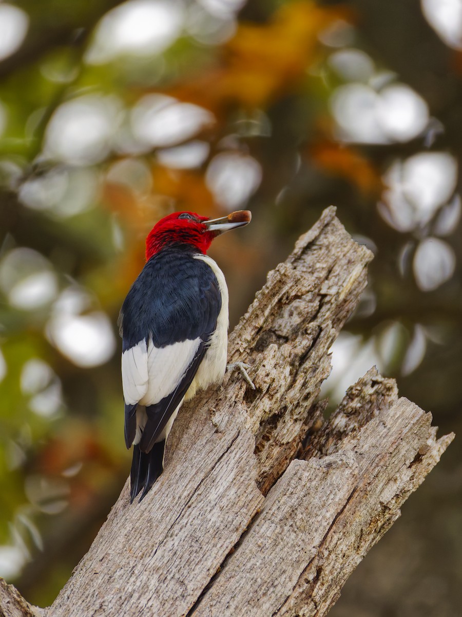 Red-headed Woodpecker - ML644349440