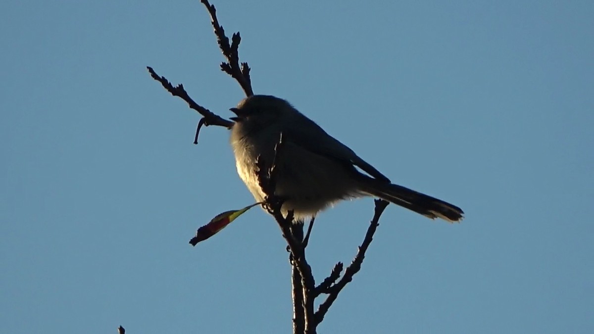 Bushtit - ML644349441