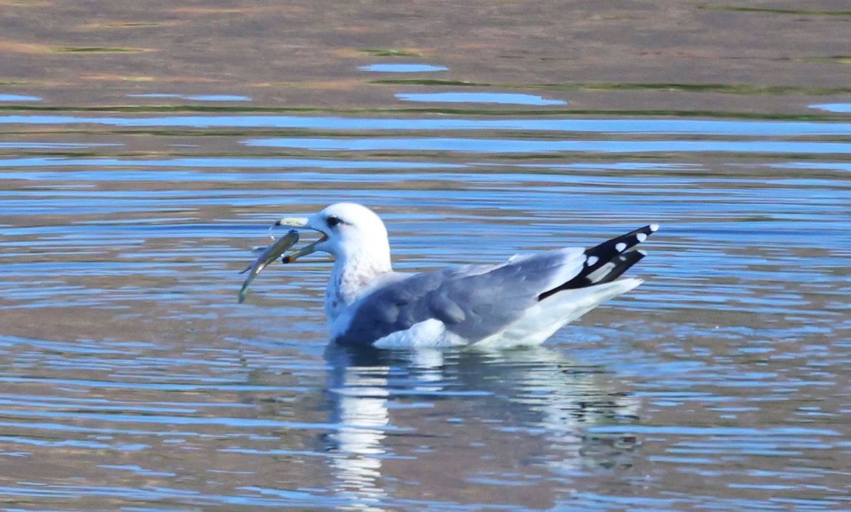 California Gull - ML644349442