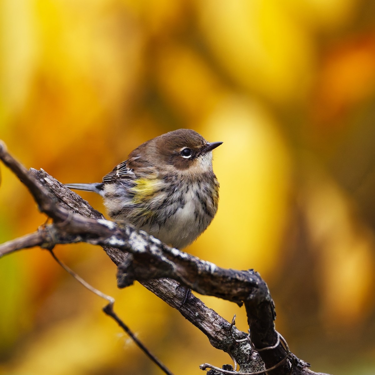 Yellow-rumped Warbler - ML644349443