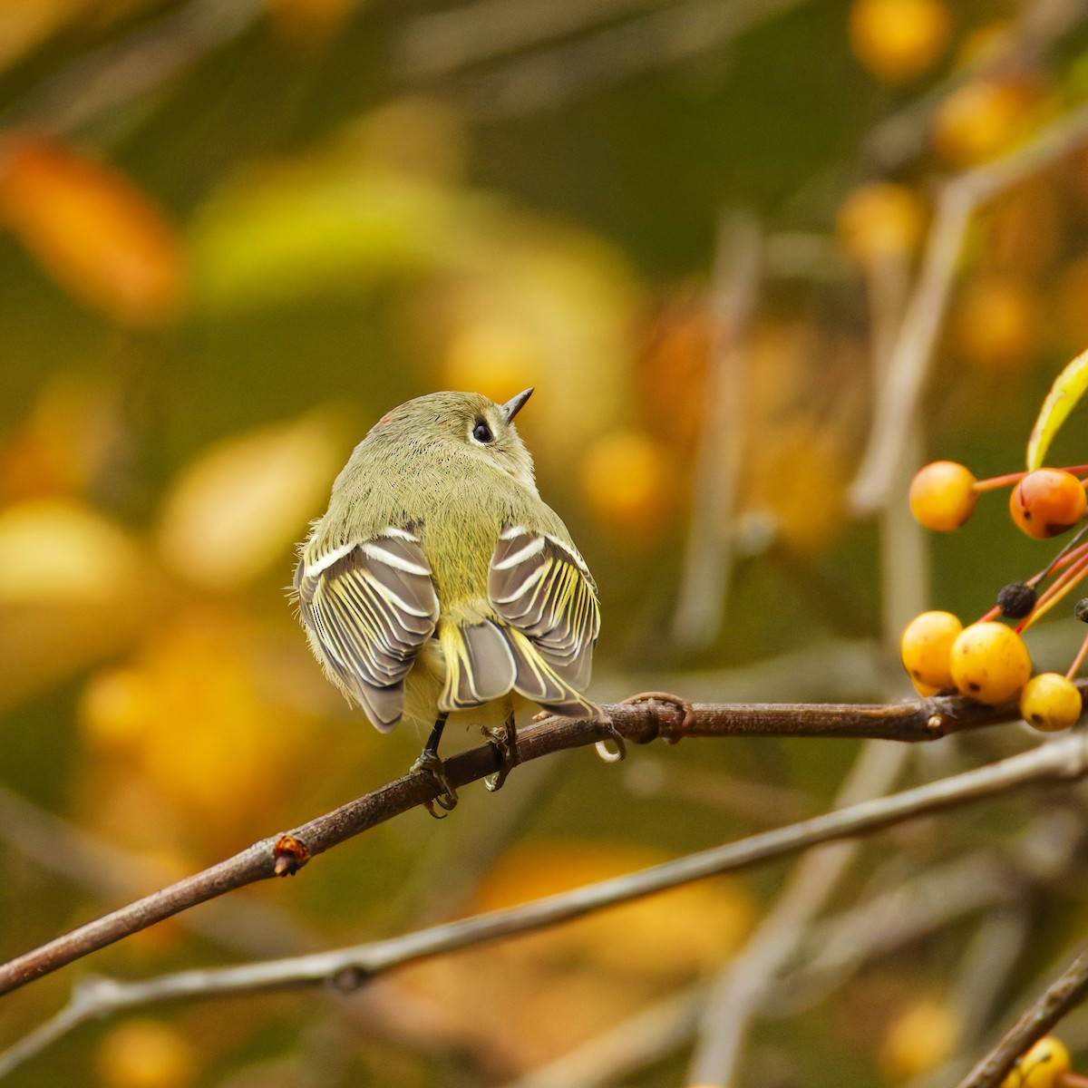 Ruby-crowned Kinglet - ML644349444