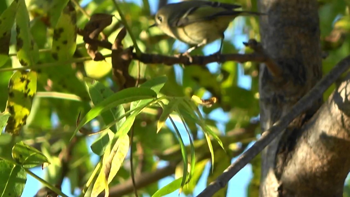 Ruby-crowned Kinglet - ML644349446