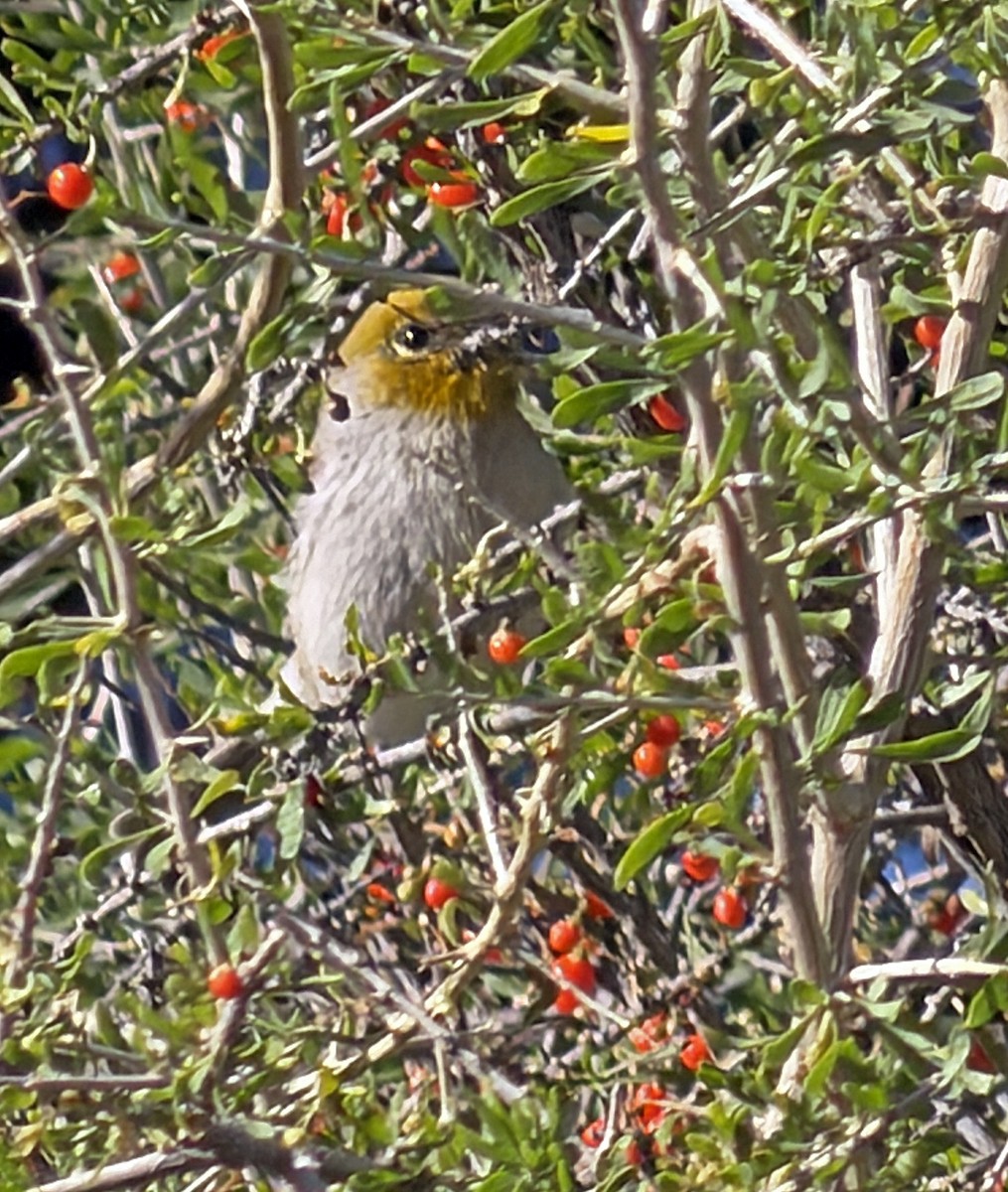 Verdin - ML644349448