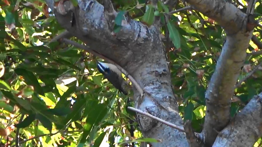 Red-breasted Nuthatch - ML644349449