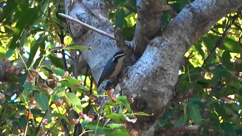 Red-breasted Nuthatch - ML644349450