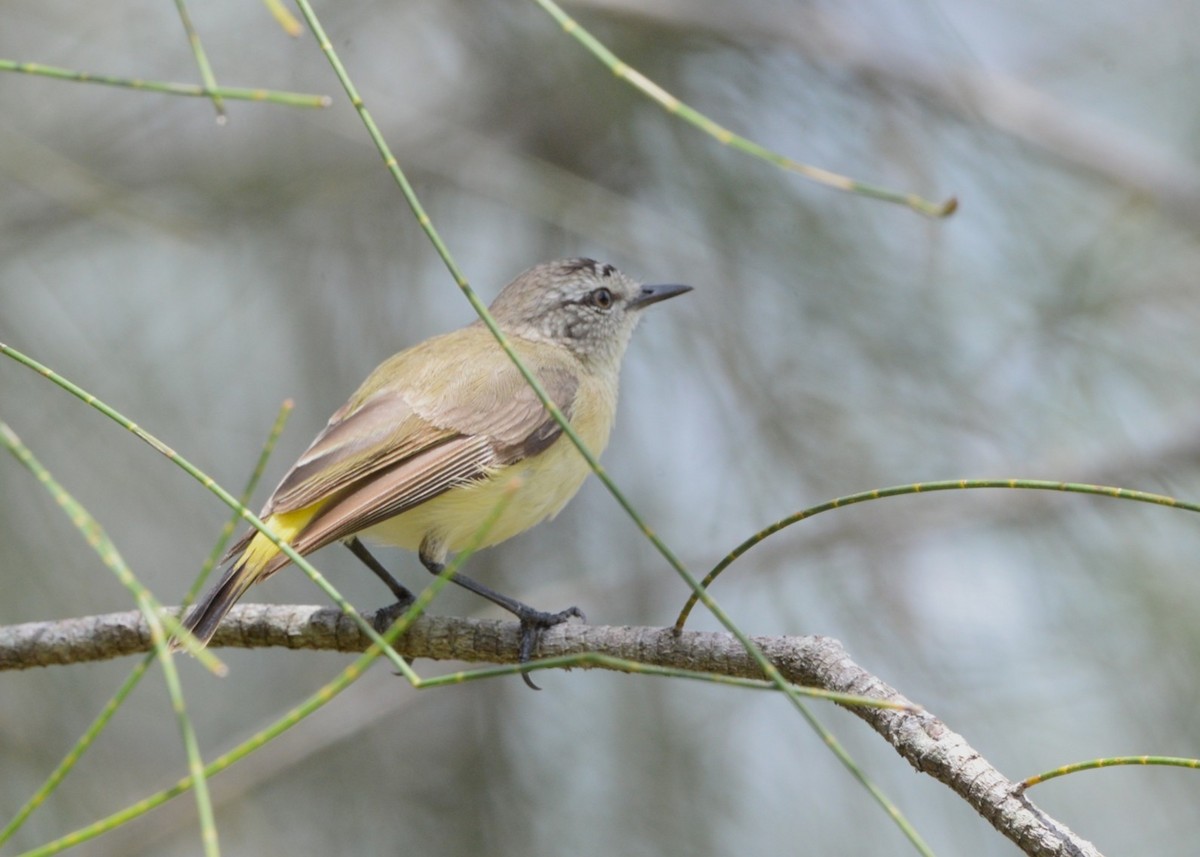 Yellow-rumped Thornbill - ML644349451