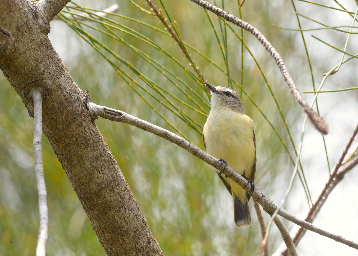 Yellow-rumped Thornbill - ML644349452