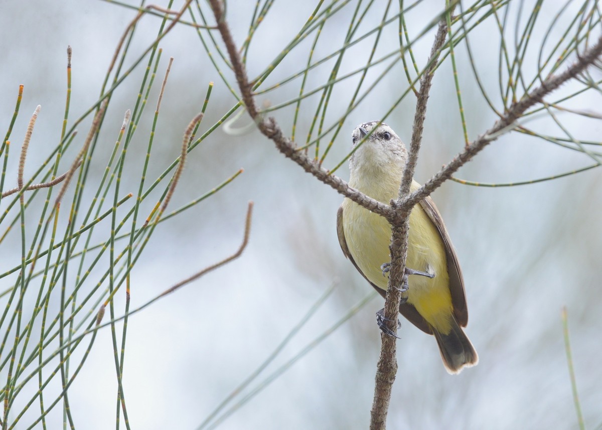 Yellow-rumped Thornbill - ML644349453