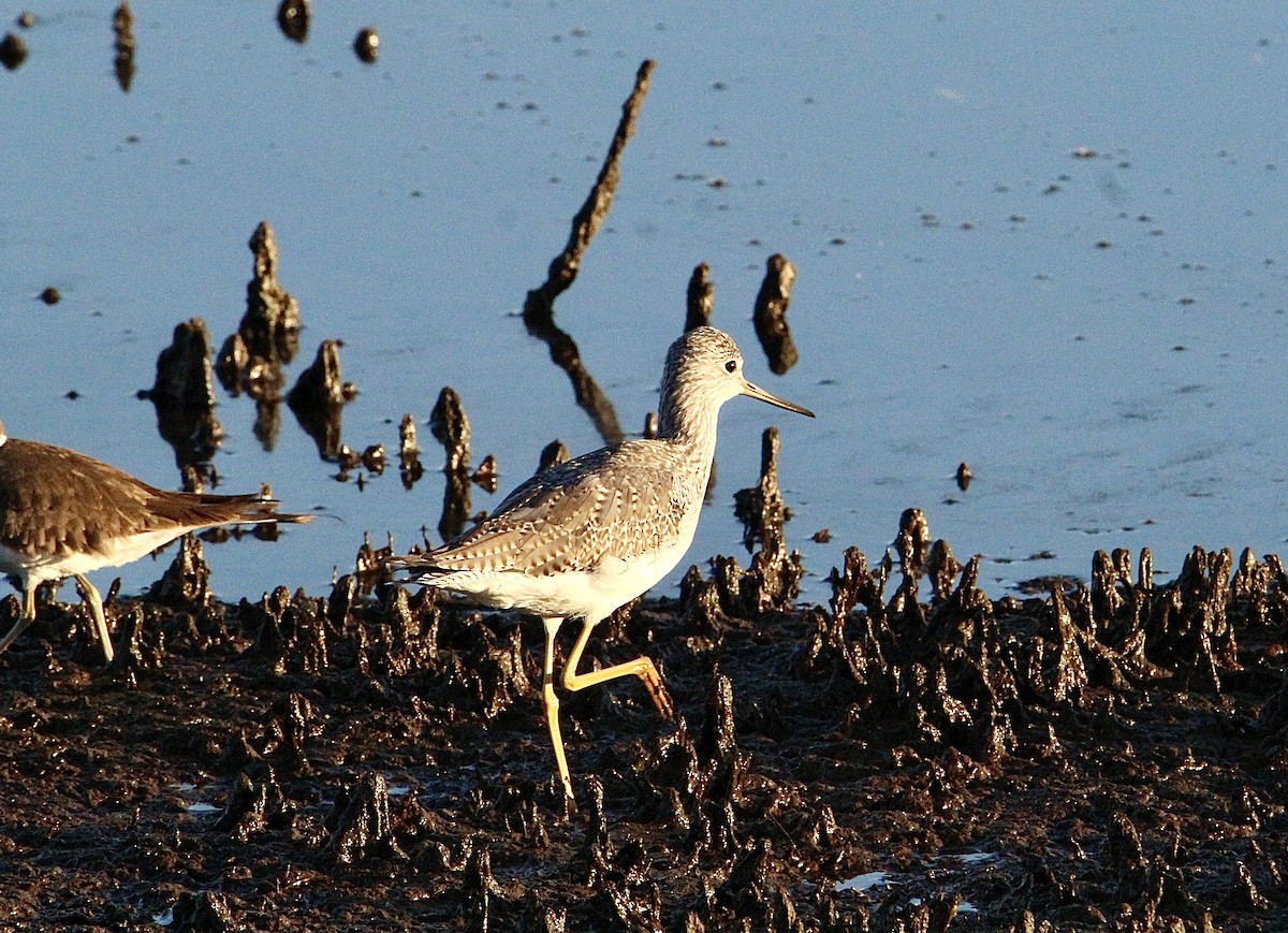 Greater Yellowlegs - ML644349454