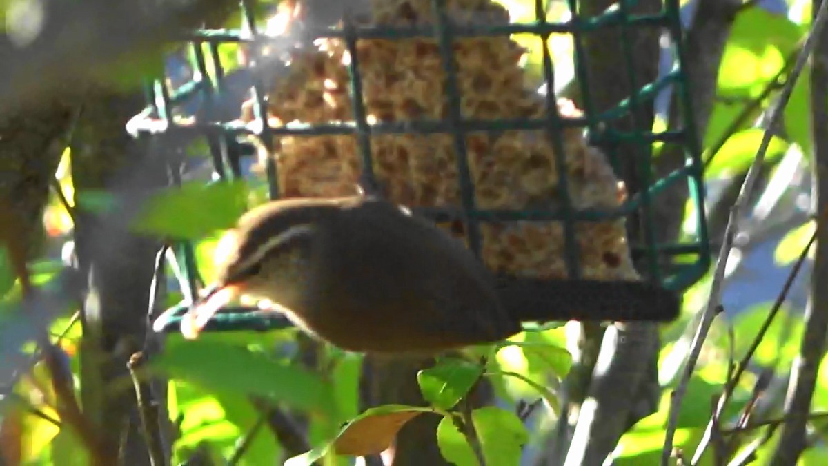 Bewick's Wren - ML644349455