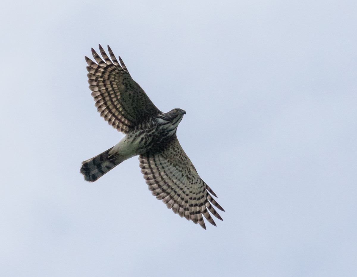 Shikra - ML644349456