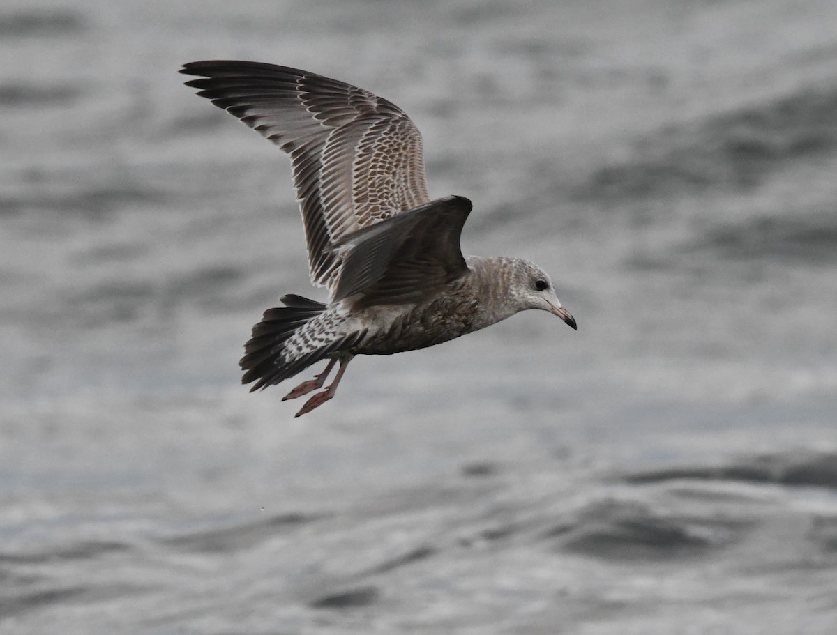 Short-billed Gull - ML644349457