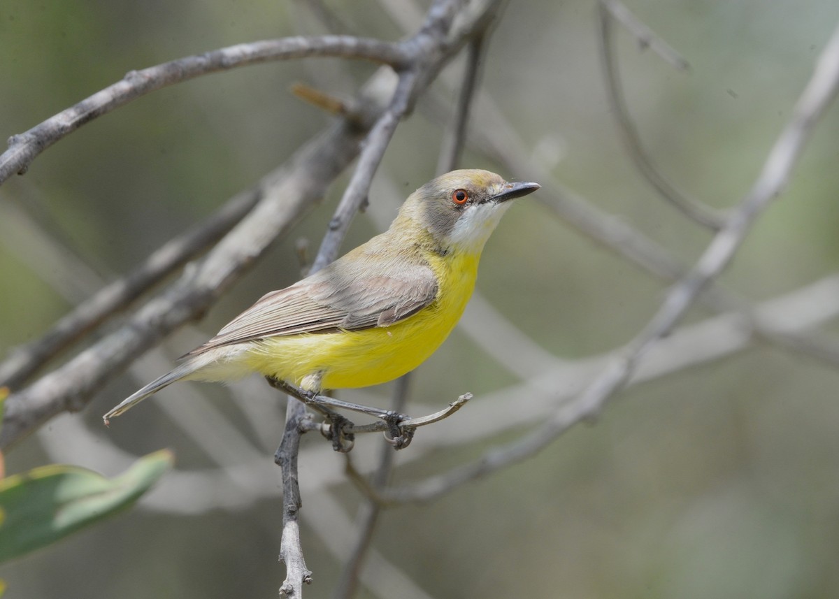 White-throated Gerygone - ML644349458