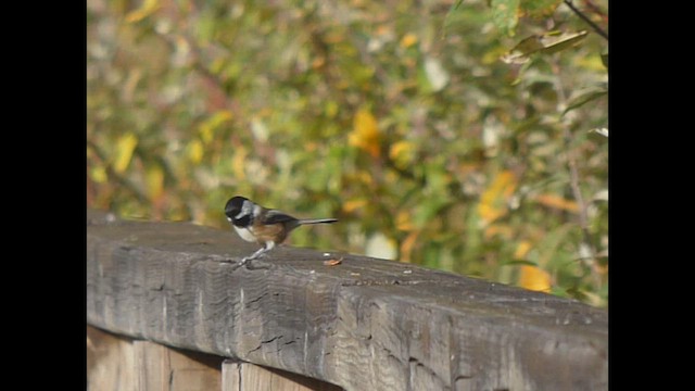Black-capped Chickadee - ML644349459