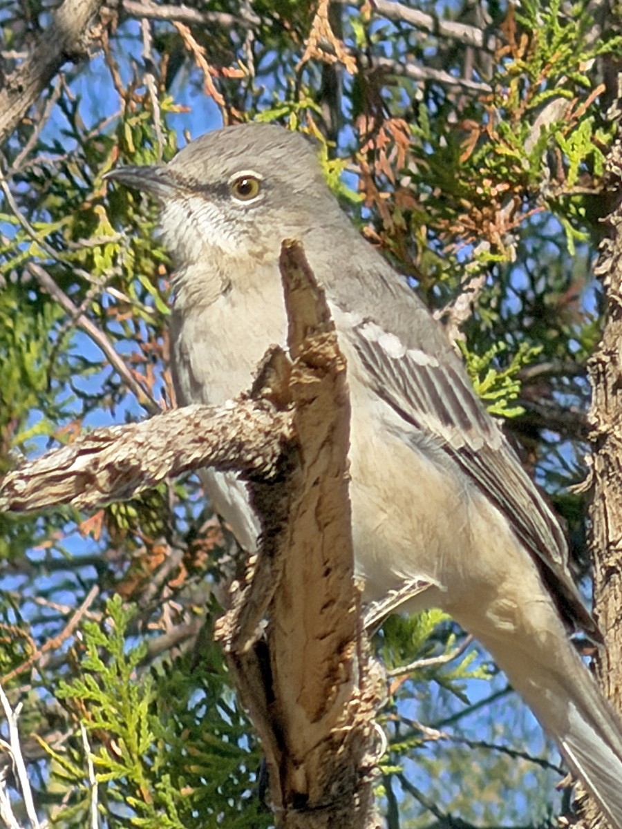 Northern Mockingbird - ML644349460