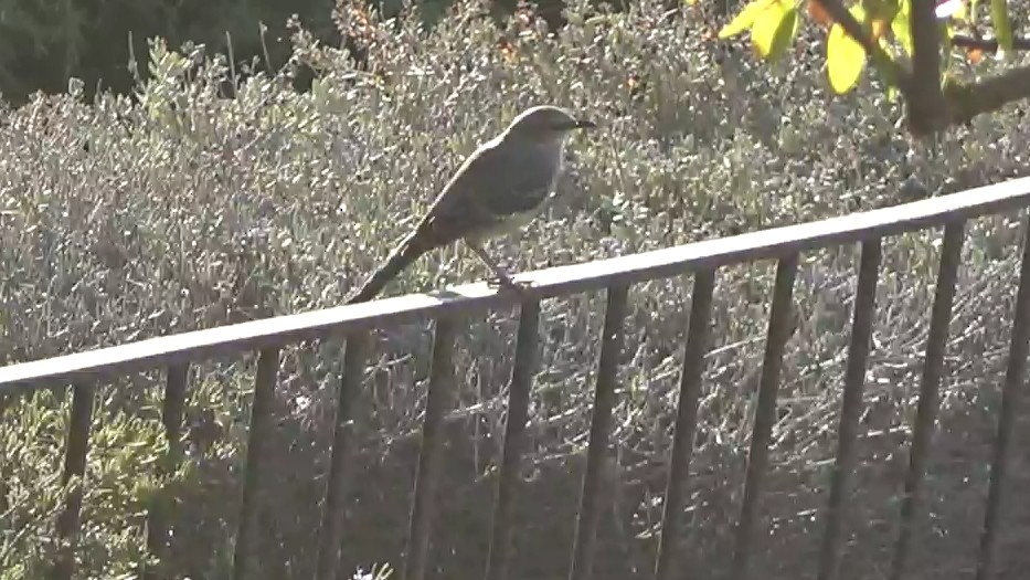 Northern Mockingbird - ML644349461