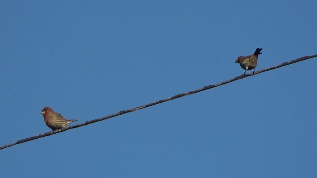 House Finch - ML644349464